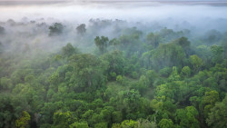 Forest_Green-share.jpg